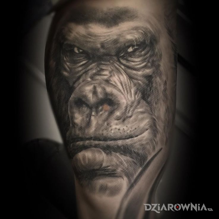 Tatuaż gorilla - realistyczne