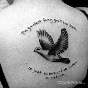 Napis na plecach i gołąb