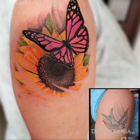 Cover motyl, słonecznik