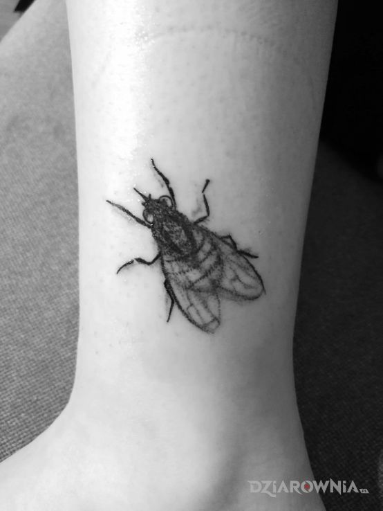 Tatuaż muszka - zwierzęta