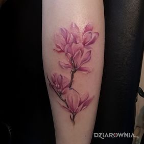 Magnolia