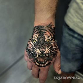 Tygrys na dłonie