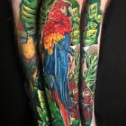 Captain jack - papuga