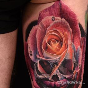 Róża & Czaszka