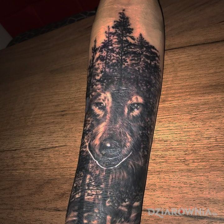 Tatuaż zabłąkany wilk - zwierzęta