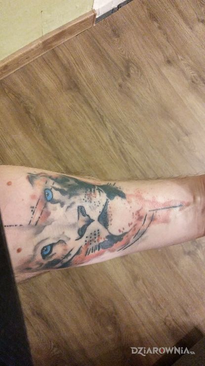 Tatuaż lew - zwierzęta