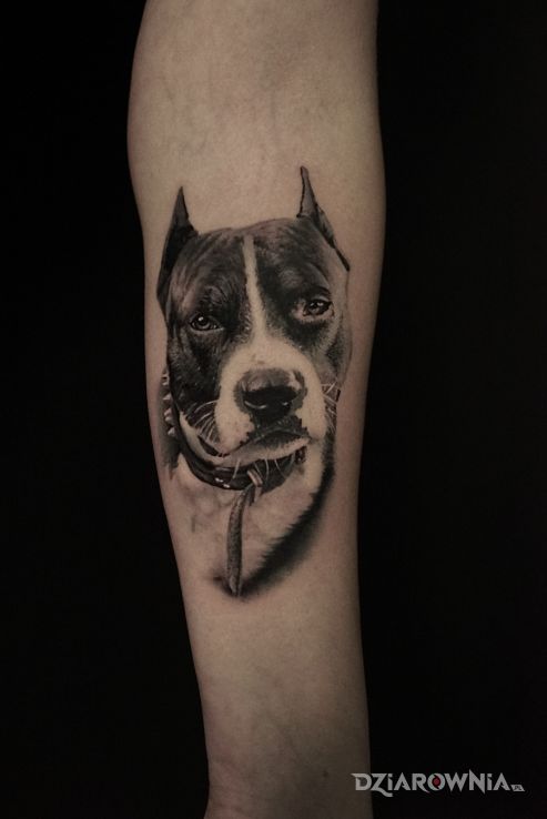 Tatuaż lexus - zwierzęta