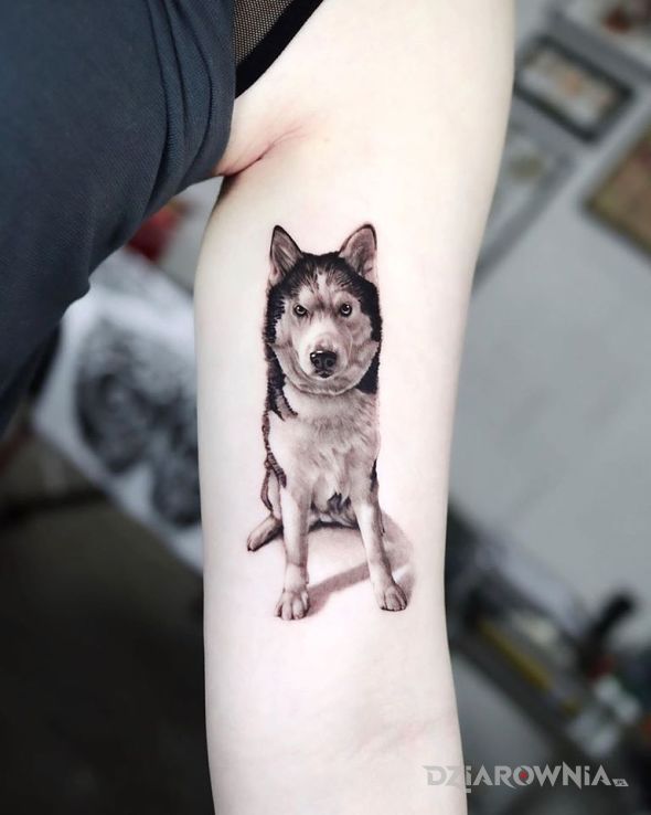Tatuaż husky - 3D