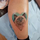 Kot / Kolorowy realizm