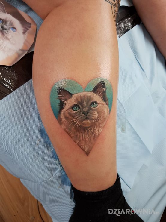 Tatuaż kot  kolorowy realizm - 3D
