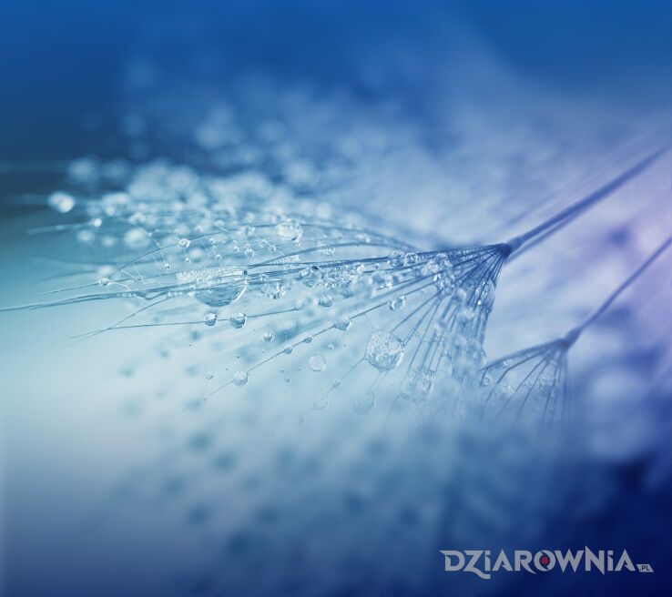 Tatuaż test 2 - kwiaty