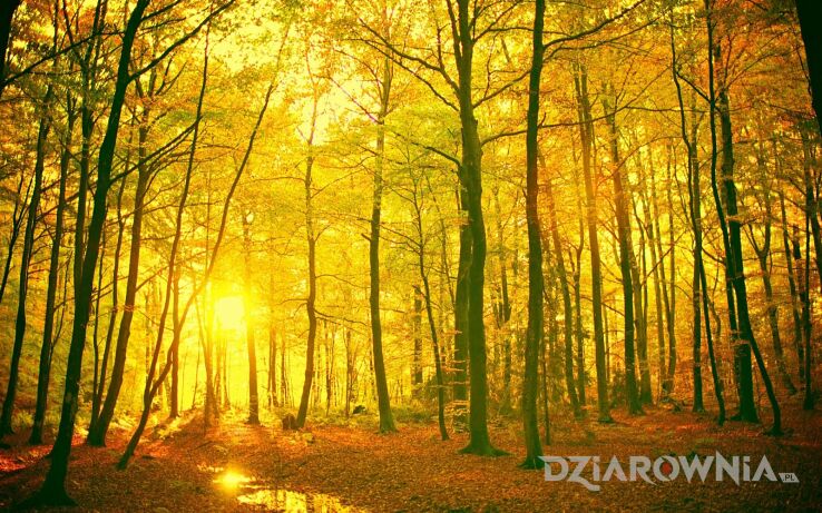 Tatuaż test - kwiaty