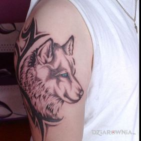 Pierwsze Tattoo Wilk + Tribal :)