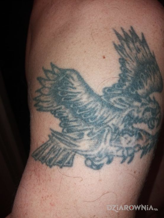 Tatuaż orzeł - zwierzęta