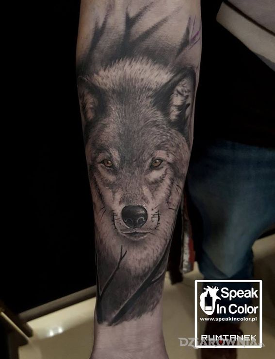Tatuaż wilk - realistyczne