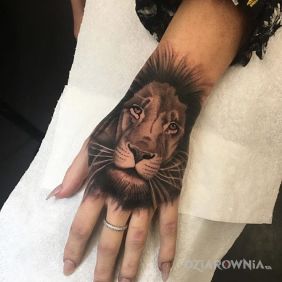 Lew jak na dloni