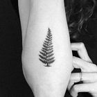 Symbol Nowej Zelandii, fern frond