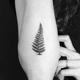 Symbol Nowej Zelandii, fern frond