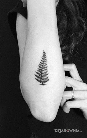 Tatuaż symbol nowej zelandii fern frond - pozostałe