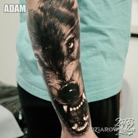 Wilk na przedramieniu 