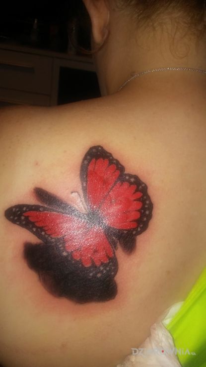 Tatuaż motylek - motyle