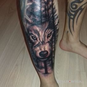 Polska walczaca wilk w lesie