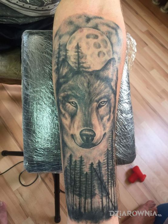 Tatuaż wilk - zwierzęta