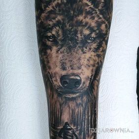 Wilk czuwający nad chłopcem