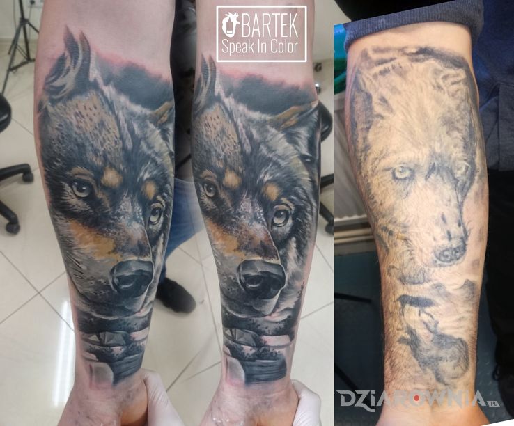 Tatuaż cover wilka wilkiem - 3D