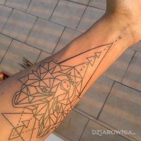 Kontury wilka przedramie