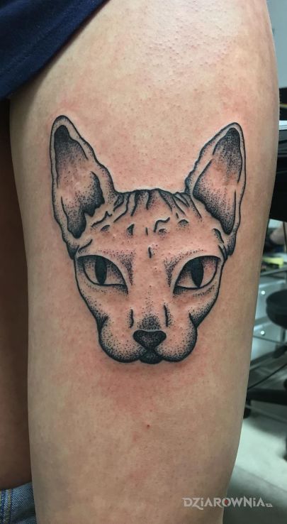 Tatuaż kot - zwierzęta