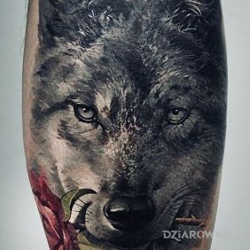 Wilk z roza