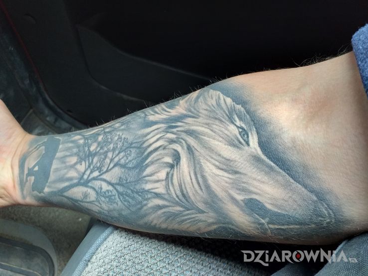 Tatuaż wilk - zwierzęta