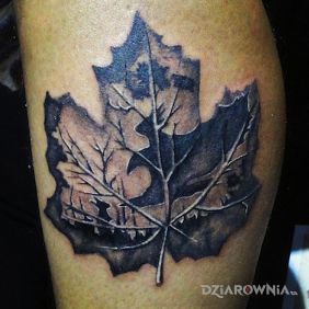 Fajnie wyglądający liść